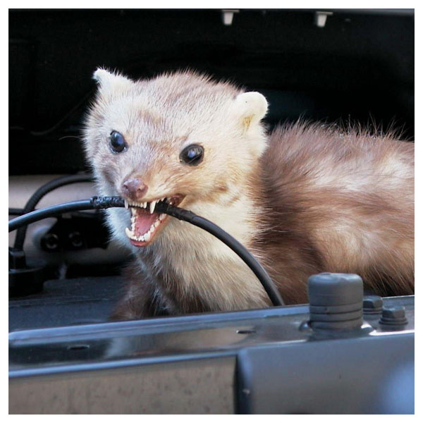 kuna hryzie kábel v aute